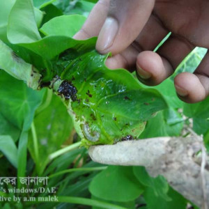 পানিকচু/লতি কচুর পাতামোড়ানো পোকা