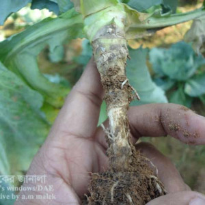 বাঁধাকপির শিকড় পচা রোগ