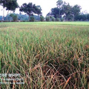 ধানের সরু বাদামী দাগ রোগ