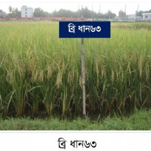 ব্রি ধান৬৩