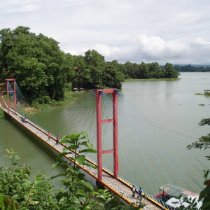 মেহেদীর শুটিমোল্ড রোগ