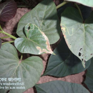 মিষ্টি আলুর সুড়ঙ্গকারী পোকা