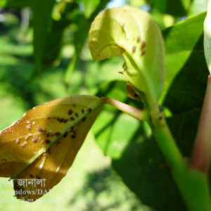 জলপাইয়ের জাপ পোকা