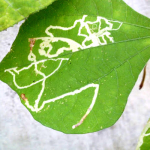 শিমের পাতা সুড়ঙ্গকারী পোকা