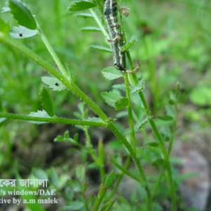 ছোলার টোবাকো ক্যাটারপিলার পোকা