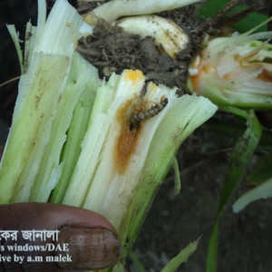 হলুদের গাছ ছিদ্রকারি পোকা